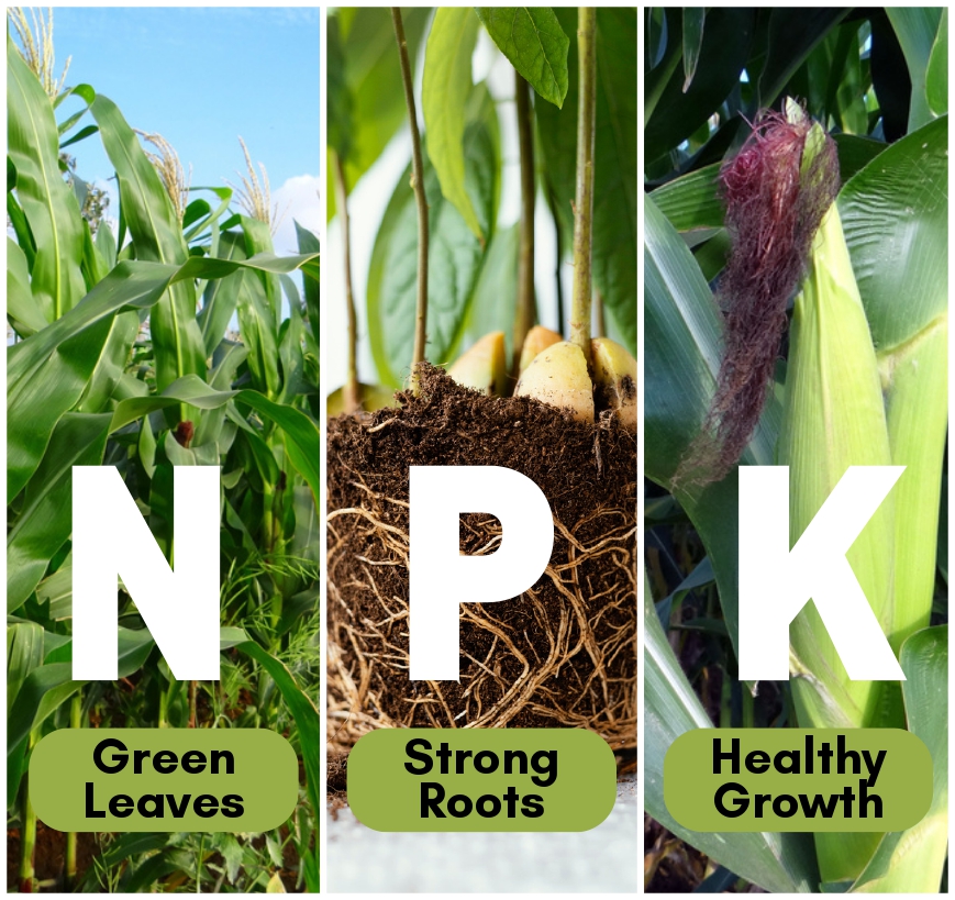  Major Macro Nutrients